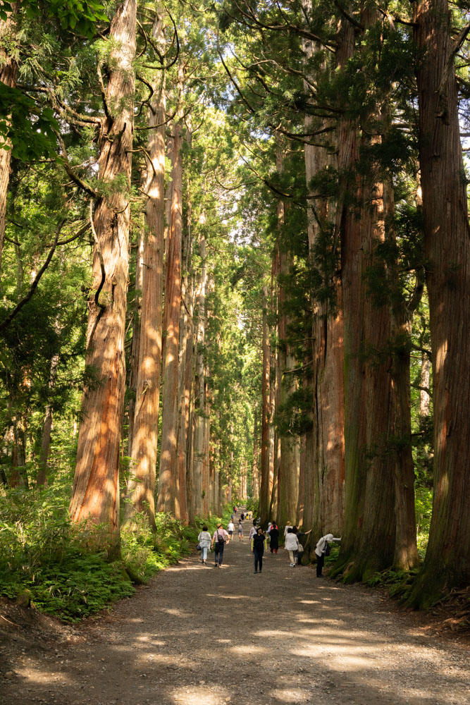 戸隠神社　山道