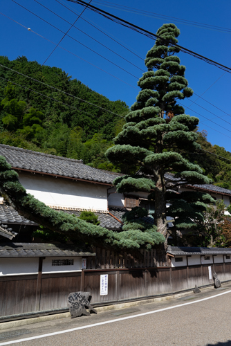 伊根　向井酒造