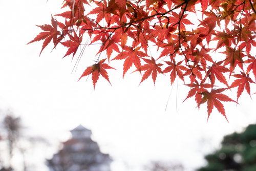 鶴ヶ城　紅葉